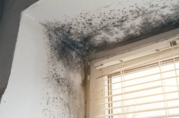 Mold Remediation service in North Brunswick, North Brunswick, NJ